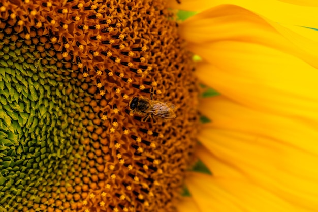 Abeja recogiendo polen de girasol bombus helianthus annuus