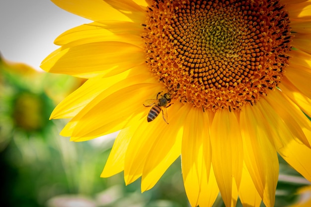 Una abeja recogiendo polen en un girasol en primer plano