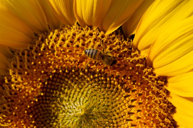 Abeja recogiendo polen de un girasol