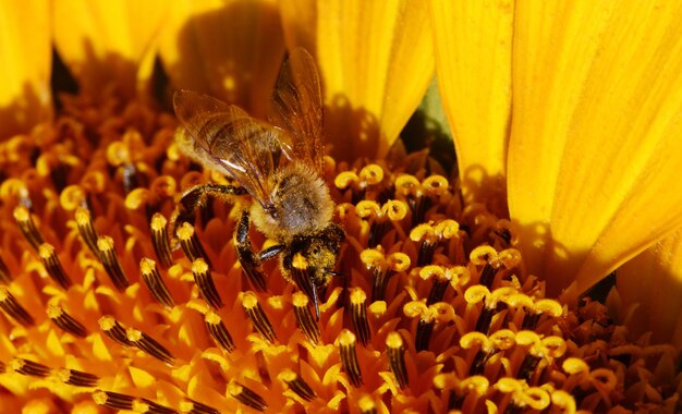 Abeja recogiendo polen de un girasol