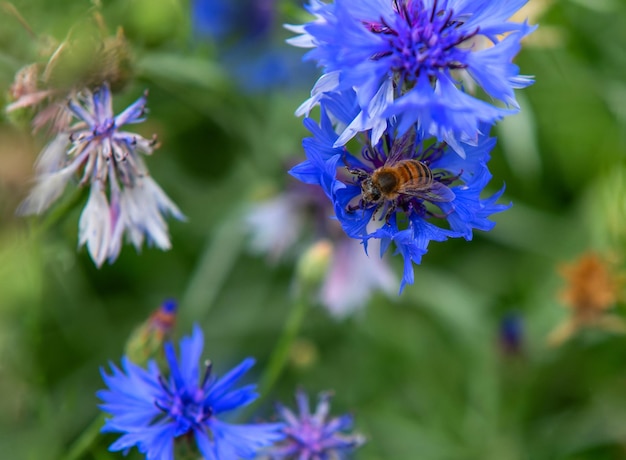 Una abeja recogiendo polen en una hermosa flor azul