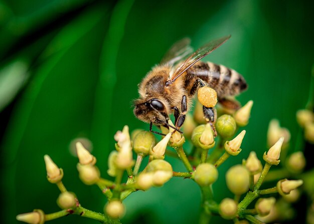 Foto una abeja recolecta miel en una abeja de flor en una flor amarilla de cerca