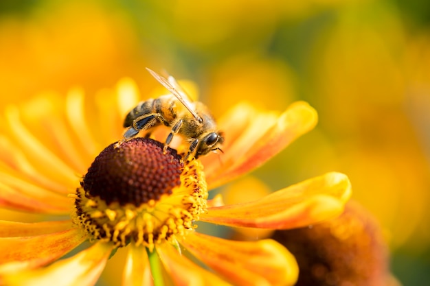 Una abeja recolecta el néctar de la flor del jardín