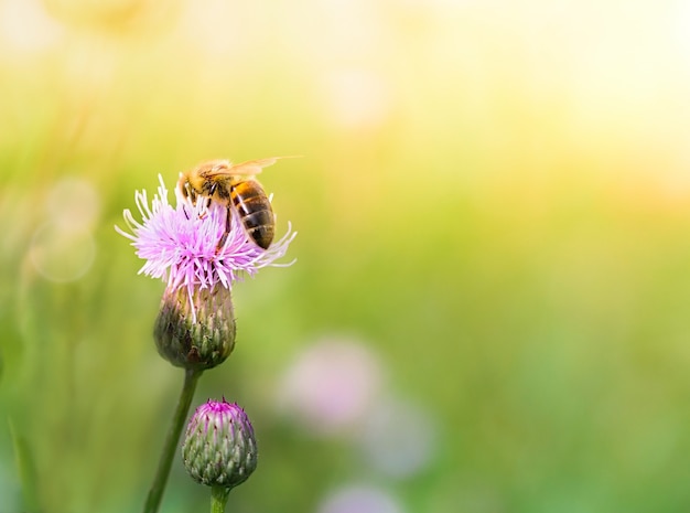 La abeja recolecta el néctar de las flores silvestres en un prado de verano.