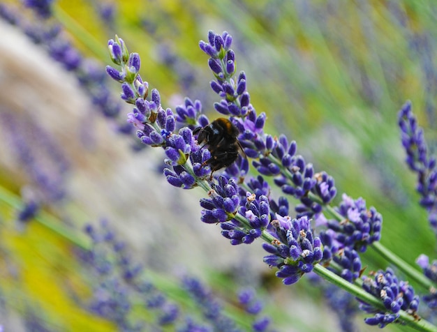 Una abeja recolecta nectarina de flores de lavanda.