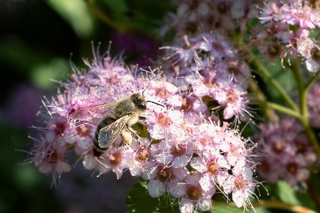 Foto la abeja recolecta el polen de cerca