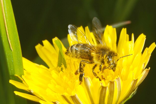 La abeja recolecta el polen en el diente de león Taraxacum officinale Gronau Muensterland NordrheinWestfalen Alemania