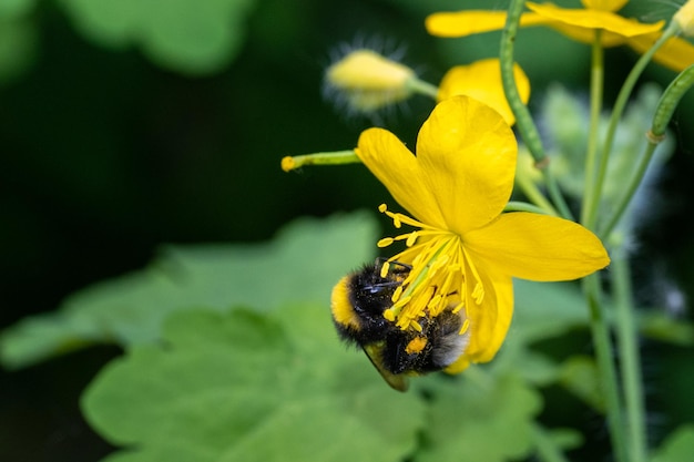 Una abeja recolecta polen en una flor amarilla en un día soleado Abeja recolectando néctar en una flor para polinización Primer plano de una abeja recolectando polen para miel Apicultura