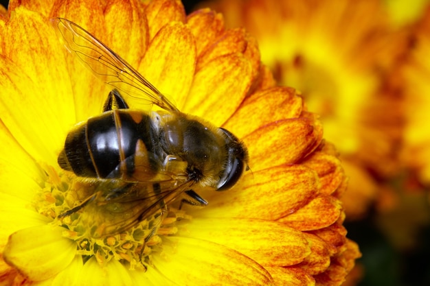 La abeja recolecta polen sentada sobre una flor.