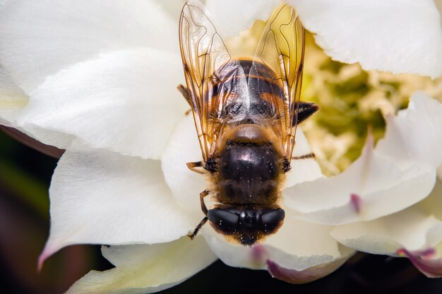 La abeja recolecta polen sentada sobre una flor.