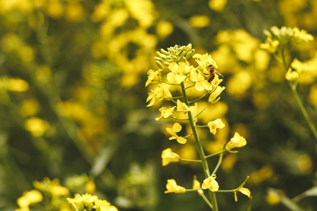 abeja recolectando néctar de una flor de colza en un campo