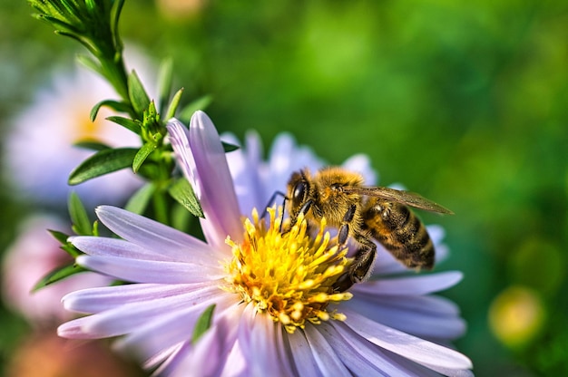 Foto abeja recolectando néctar en una flor de diente de león macro en un prado en el jardín macro