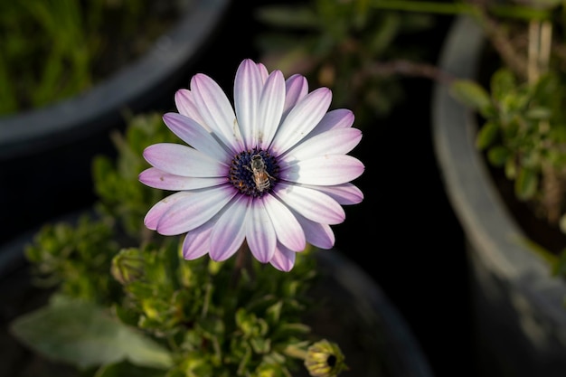 Abeja recolectando néctar de una flor de gazania en primavera