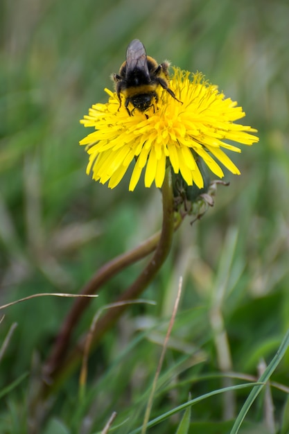 Abeja recolectando polen de un diente de león (taraxacum)