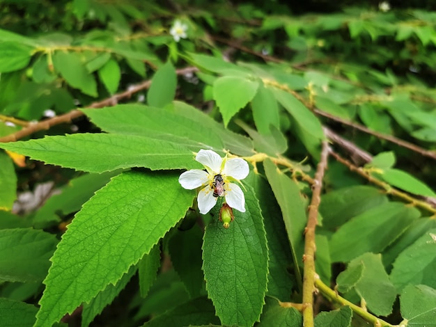 Abeja recolectando polen de una pequeña flor blanca