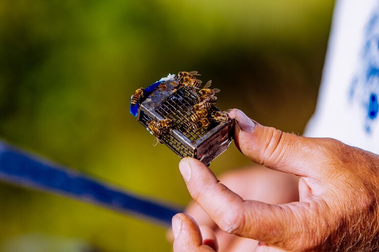 Foto abeja reina apicultor introduciendo una nueva abeja reina en la colmena