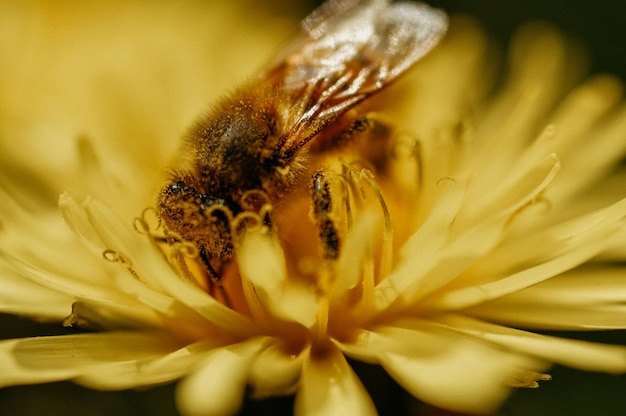Abeja rociadora