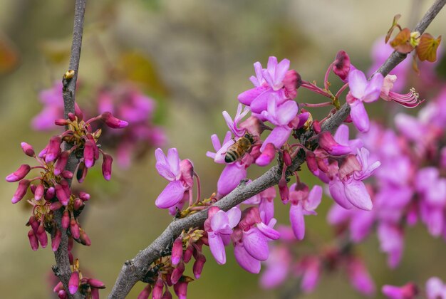 en la abeja roja del árbol Cercis