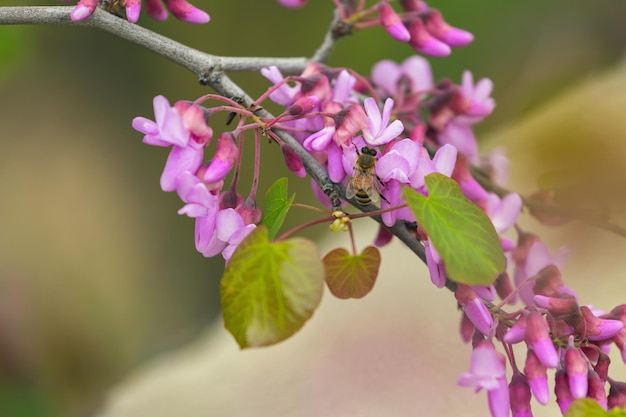 Foto en la abeja roja del árbol cercis