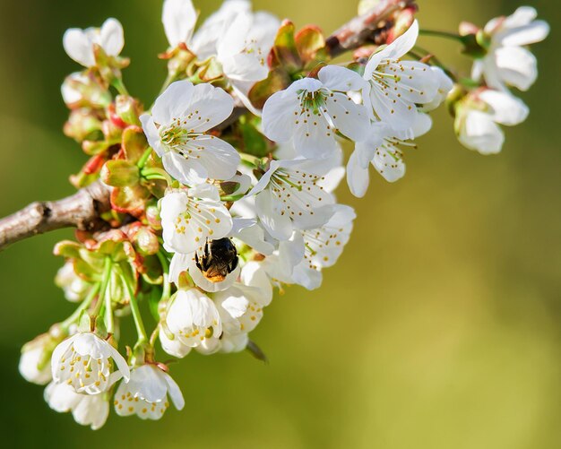 Abeja en Sakura o flores blancas de cerezo florecen en primavera sobre fondo verde natural