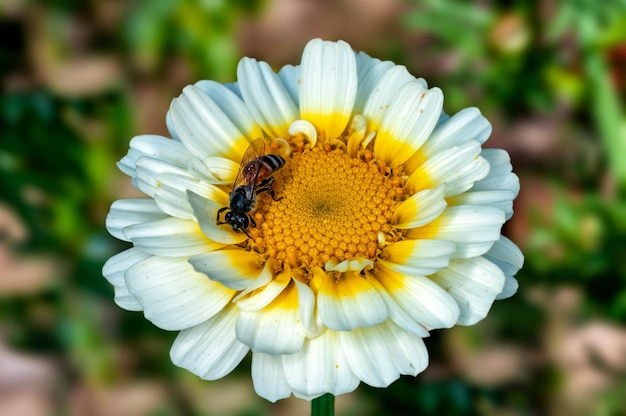 Abeja sentada en flor blanca