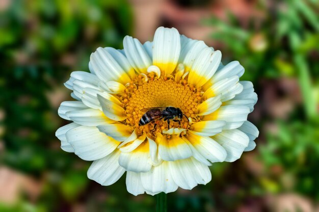 Abeja sentada en flor blanca