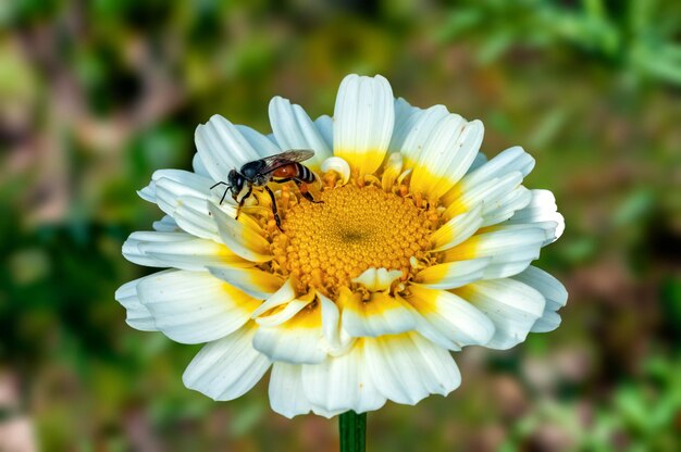 Abeja sentada en flor blanca