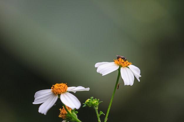 Abeja sentada en flor silvestre