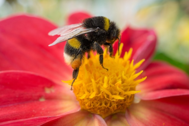 Abeja sentada en una hermosa flor roja. vista lateral. tiro macro