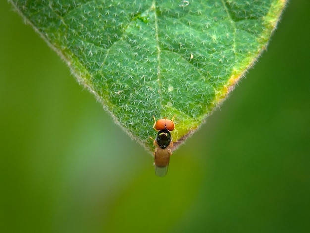 abeja sentada en la hoja