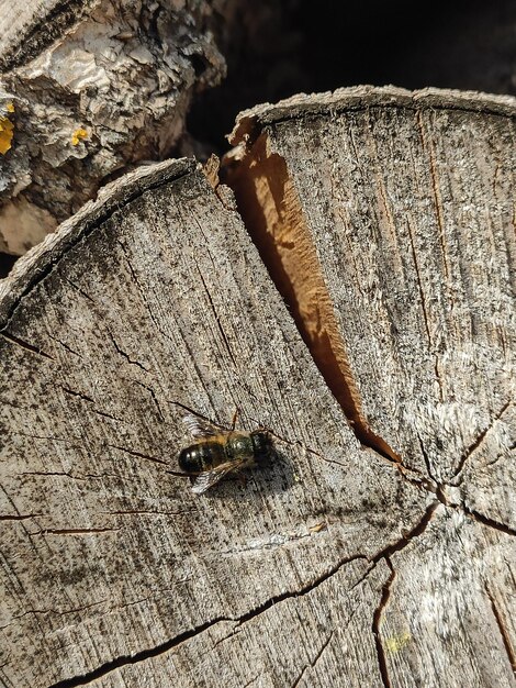 Una abeja sentada en la madera.