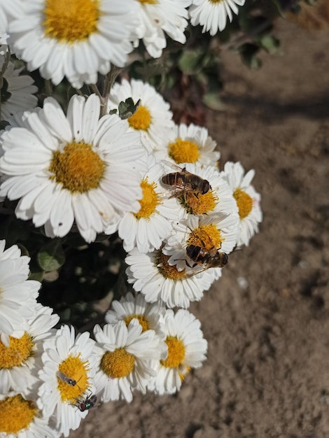 Foto una abeja se sentó en una flor de crisantemo blanco