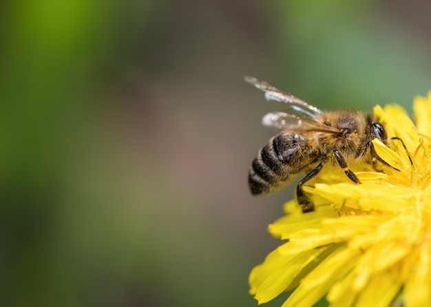 Una abeja se sienta en una flor amarilla de diente de león y recoge polen