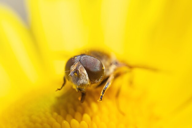 Foto una abeja se sienta en una flor amarilla