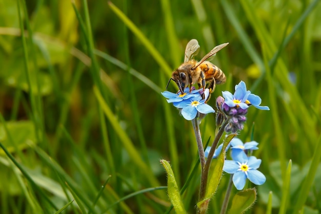Una abeja se sienta en una flor azul y recolecta néctar.