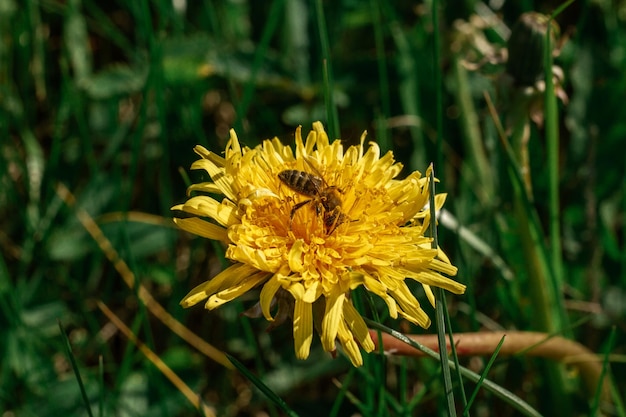 Una abeja se sienta en una flor de primavera amarilla Insecto en la vida silvestre natural