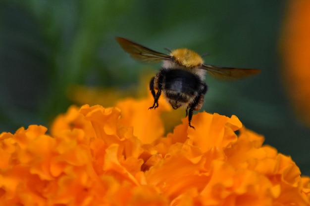 Abeja, se sienta, en, un, flor