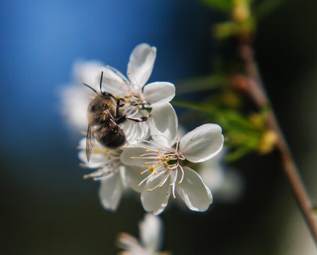 La abeja se sienta en las flores blancas del cerezo Closeup hermoso desenfoque romántico