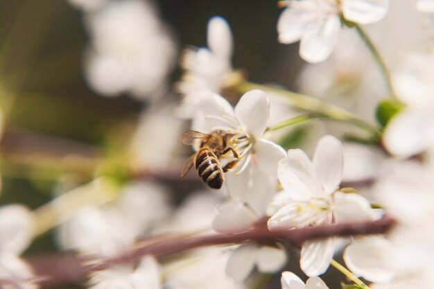 La abeja se sienta en las flores blancas del cerezo Closeup hermoso desenfoque romántico