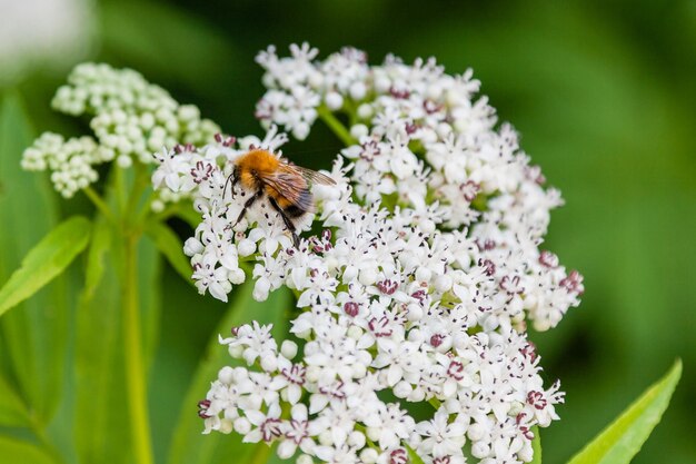 La abeja se sienta en flores blancas.