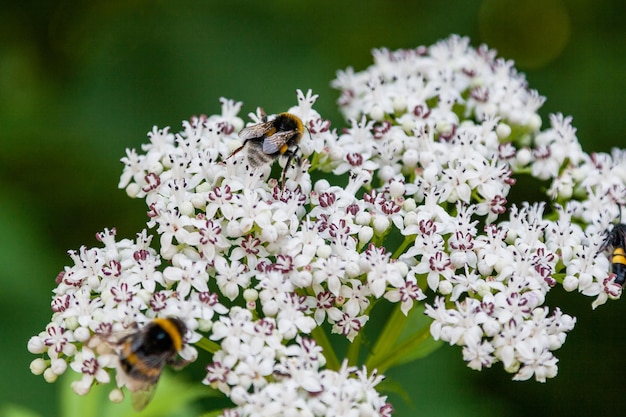 La abeja se sienta en flores blancas.