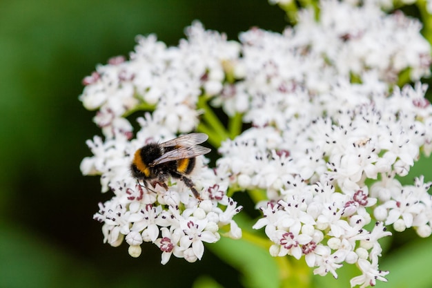 La abeja se sienta en flores blancas.