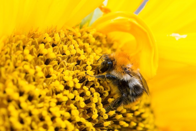 Abeja silvestre recoge polen, néctar en flor de girasol amarillo, enfoque selectivo