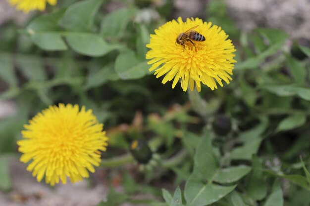 Abeja sobre dientes de león amarillos en un día soleado