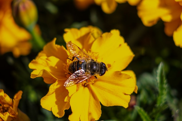 Abeja sobre una flor de caléndula naranja