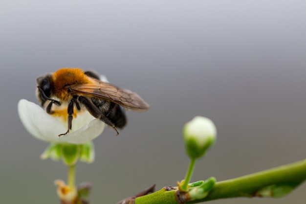 Abeja sobre una flor de los cerezos en flor blanca.