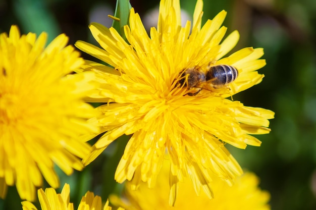 Una abeja sobre una flor de diente de león con una abeja sobre ella.