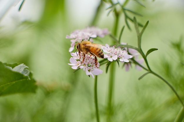 Una abeja sobre una flor en un jardín.