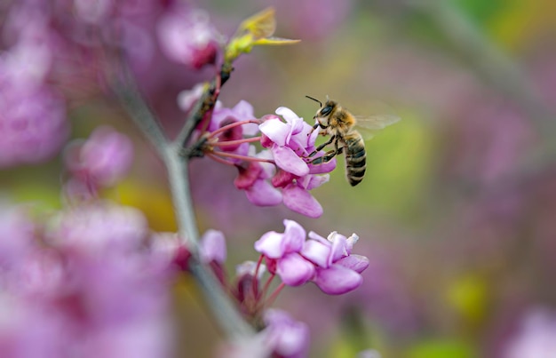 Una abeja sobre una flor rosa y un fondo floral borroso en suaves tonos rosas. Enfoque suave y selectivo