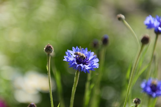 Abeja sobre una flor violeta en el jardín borroso fondo verde natural